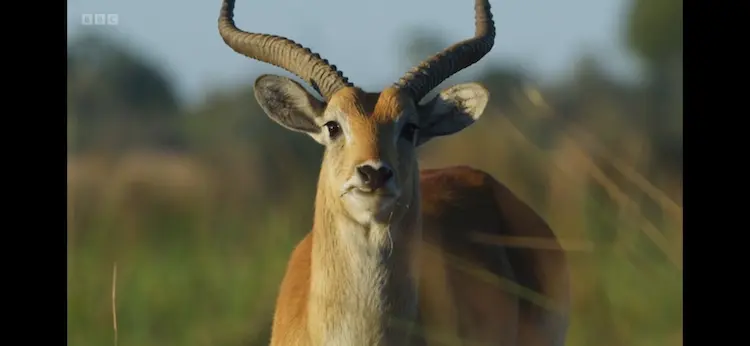 Red lechwe (Kobus leche leche) as shown in Planet Earth III - Freshwater